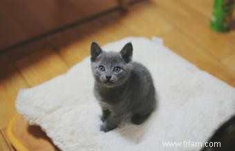 Profil de race de chat Chartreux 