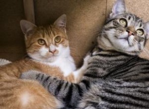 Modèles de couleur des chats tigré 