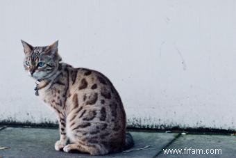 Modèles de couleur des chats tigré 