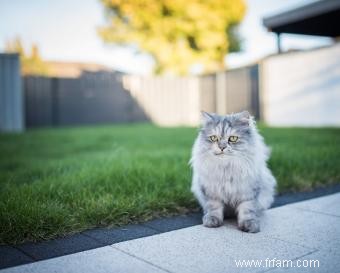 Modèles de couleur des chats tigré 