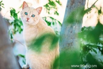 Modèles de couleur des chats tigré 