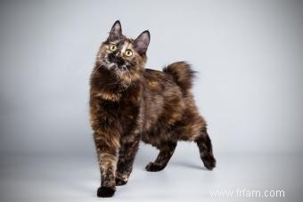 Faits sur les chats Bobtail japonais 