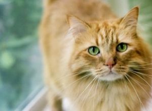 Ginger Tabby Cat Faits et races 