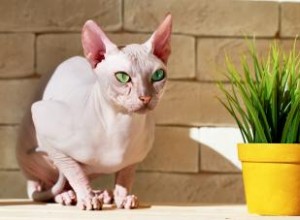 Le chat sans poils pousse de la fourrure 
