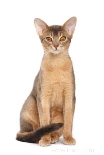 Histoire et faits sur les chats abyssins 