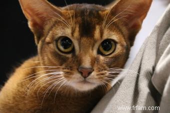 Histoire et faits sur les chats abyssins 