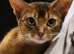 Histoire et faits sur les chats abyssins 