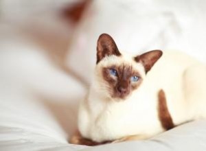 Faits intéressants sur les chats siamois 