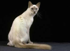 Profil et personnalité du chat javanais 