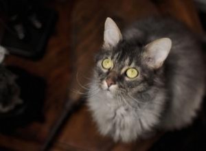 Profil de race de chat LaPerm 