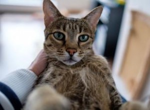 Liste des races de chats sauvages domestiqués 