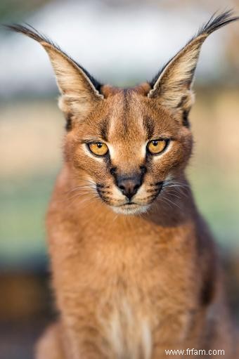 Liste des races de chats sauvages domestiqués 