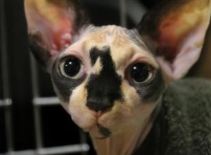 Faits peu connus sur les chats sans poils 