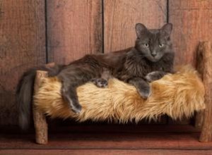 Profil de race de chat Nebelung avec traits de personnalité et images 