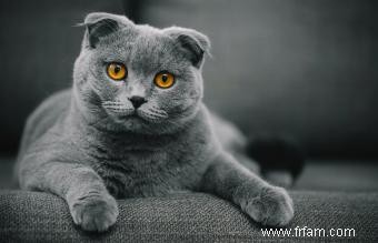 Histoire et informations sur la race de chat Scottish Fold 