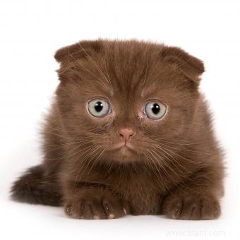 Histoire et informations sur la race de chat Scottish Fold 