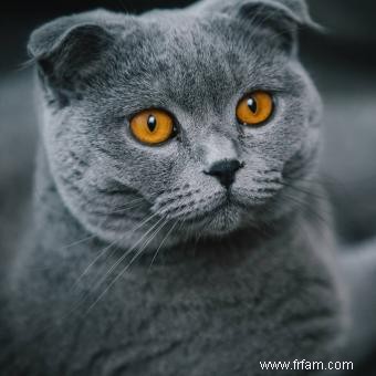 Histoire et informations sur la race de chat Scottish Fold 