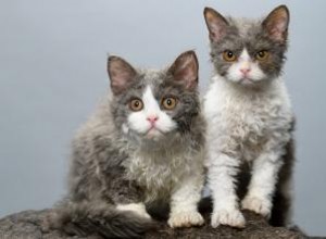 Histoire, faits et tempérament de Selkirk Rex 