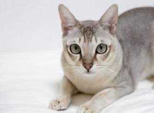 Histoire et caractéristiques du chat Singapore 