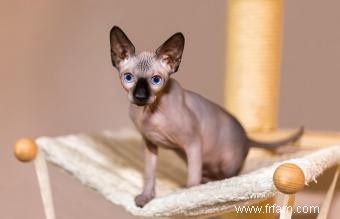 Faits et images sur la race de chat Sphynx 