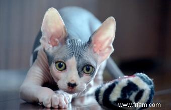 Faits et images sur la race de chat Sphynx 