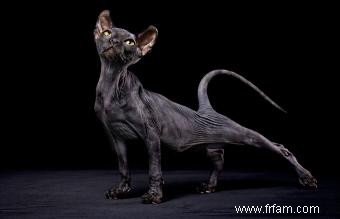 Faits et images sur la race de chat Sphynx 