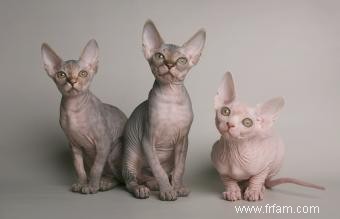 Faits et images sur la race de chat Sphynx 