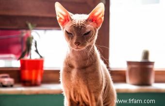 Faits et images sur la race de chat Sphynx 