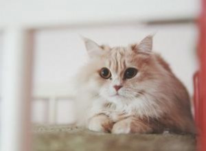 Caractéristiques et profil de la race de chat angora turc 