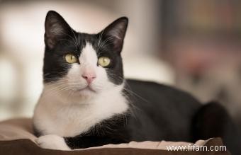 Faits et images sur la race de chat Tuxedo 