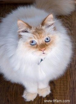 Comprendre les couleurs du chat himalayen 