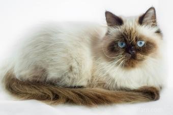 Comprendre les couleurs du chat himalayen 