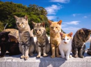 Quel type de chat ai-je ? 