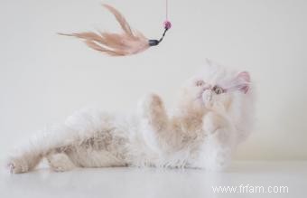 Liste des races de chats blancs avec photos 