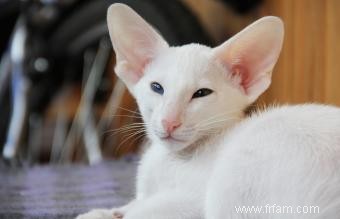 Liste des races de chats blancs avec photos 