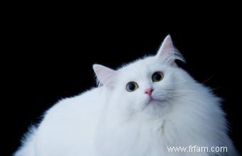 Liste des races de chats blancs avec photos 