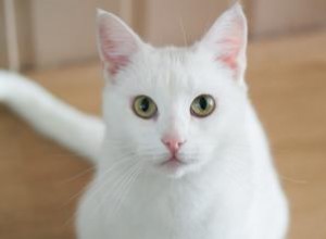 Liste des races de chats blancs avec photos 