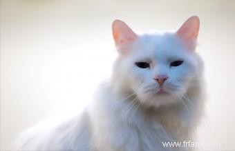 Liste des races de chats blancs avec photos 