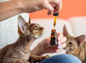 Les huiles essentielles sont-elles sans danger pour les chats ? Un guide clair 