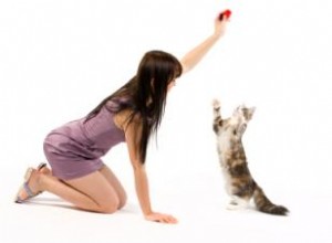 Entraînement efficace au clicker de chat 