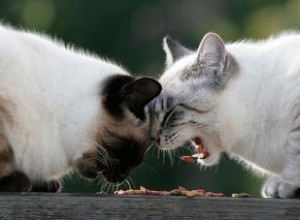 Agression alimentaire 