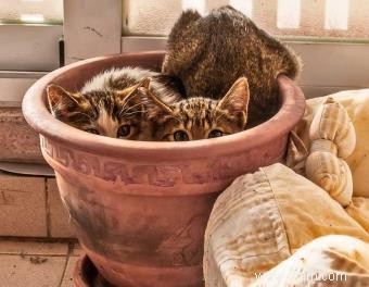 Cachettes pour chats 