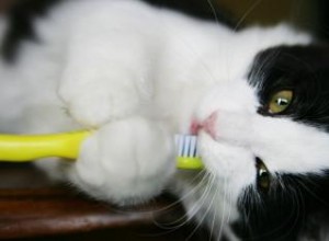 Comment brosser les dents de votre chat 