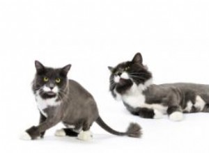 Comment raser un chat 