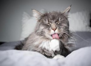 Votre chat a-t-il des boules de poils ? Conseils pour les prévenir 