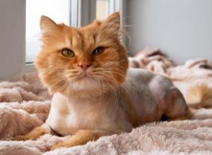 Devriez-vous obtenir une coupe de lion pour les chats ? Avantages et inconvénients 