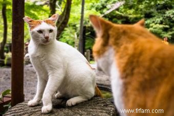 Faut-il laisser sortir son chat ? (Pour les propriétaires de chats d intérieur) 