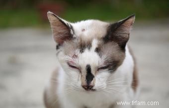 Conseils pour le soin des plaies de chat 