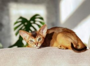 9 couleurs de chat rares (avec des races dans chaque teinte) 