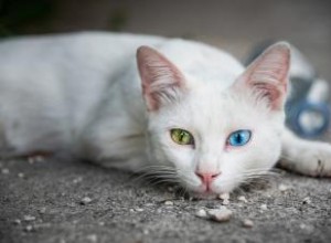 Plus de 100 noms de chats exotiques pour des animaux distinctifs 